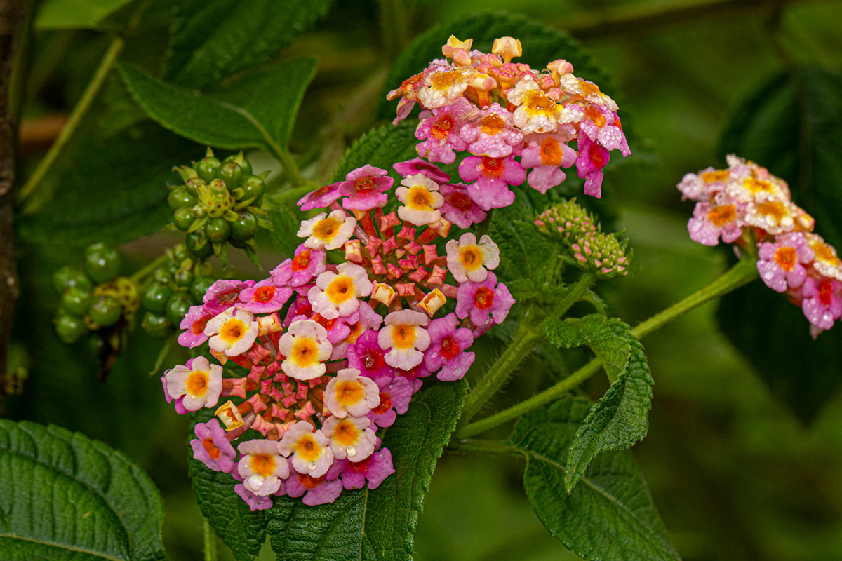 Lantana camara