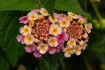 Lantana camara