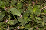 Phyla nodiflora var. nodiflora
