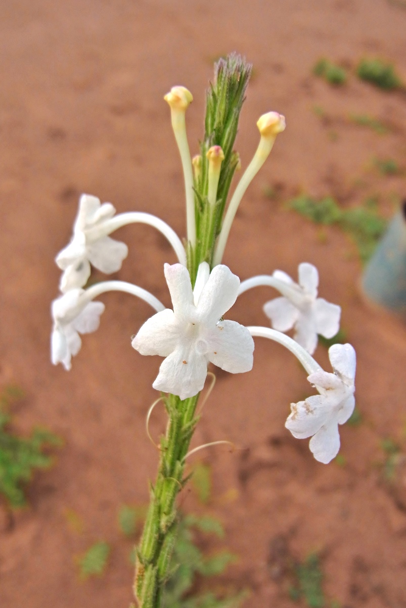 Chascanum hederaceum var. hederaceum
