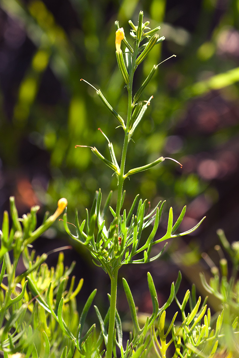 Chascanum pinnatifidum var. pinnatifidum