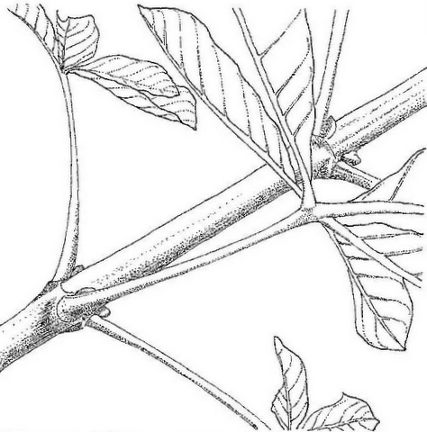 Vitex madiensis subsp. milanjiensis