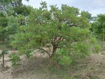 Vitex payos