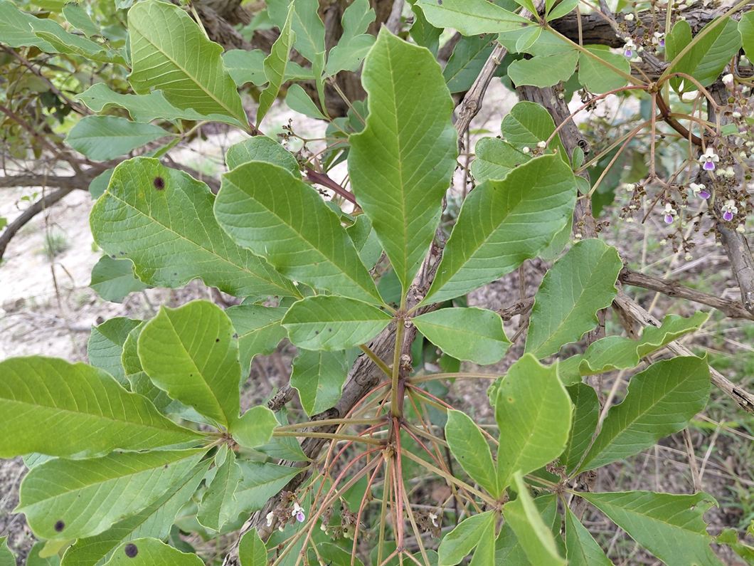 Vitex payos
