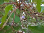 Vitex payos