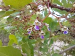 Vitex payos