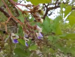 Vitex payos