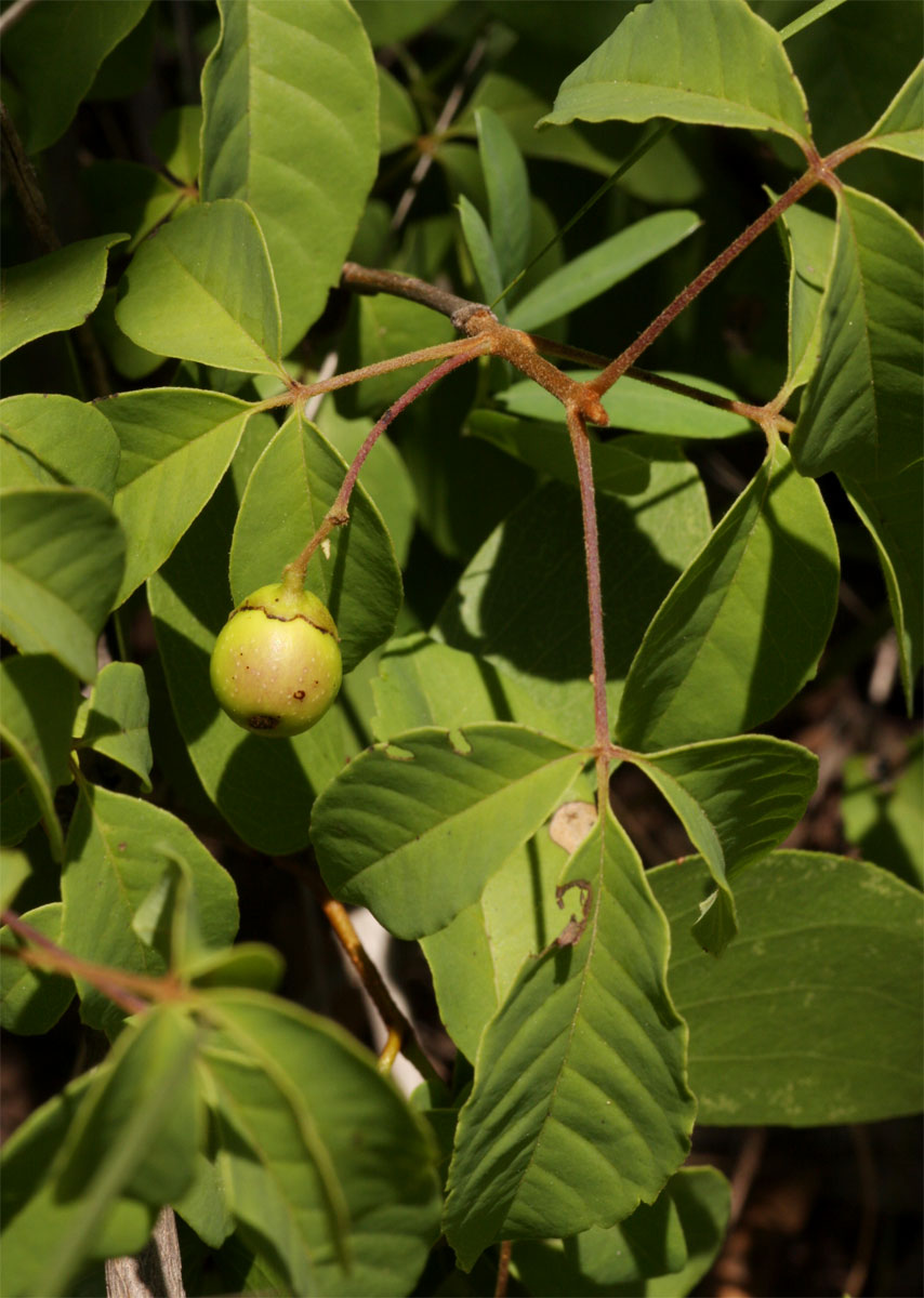 Vitex petersiana