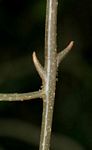 Clerodendrum cephalanthum subsp. swynnertonii