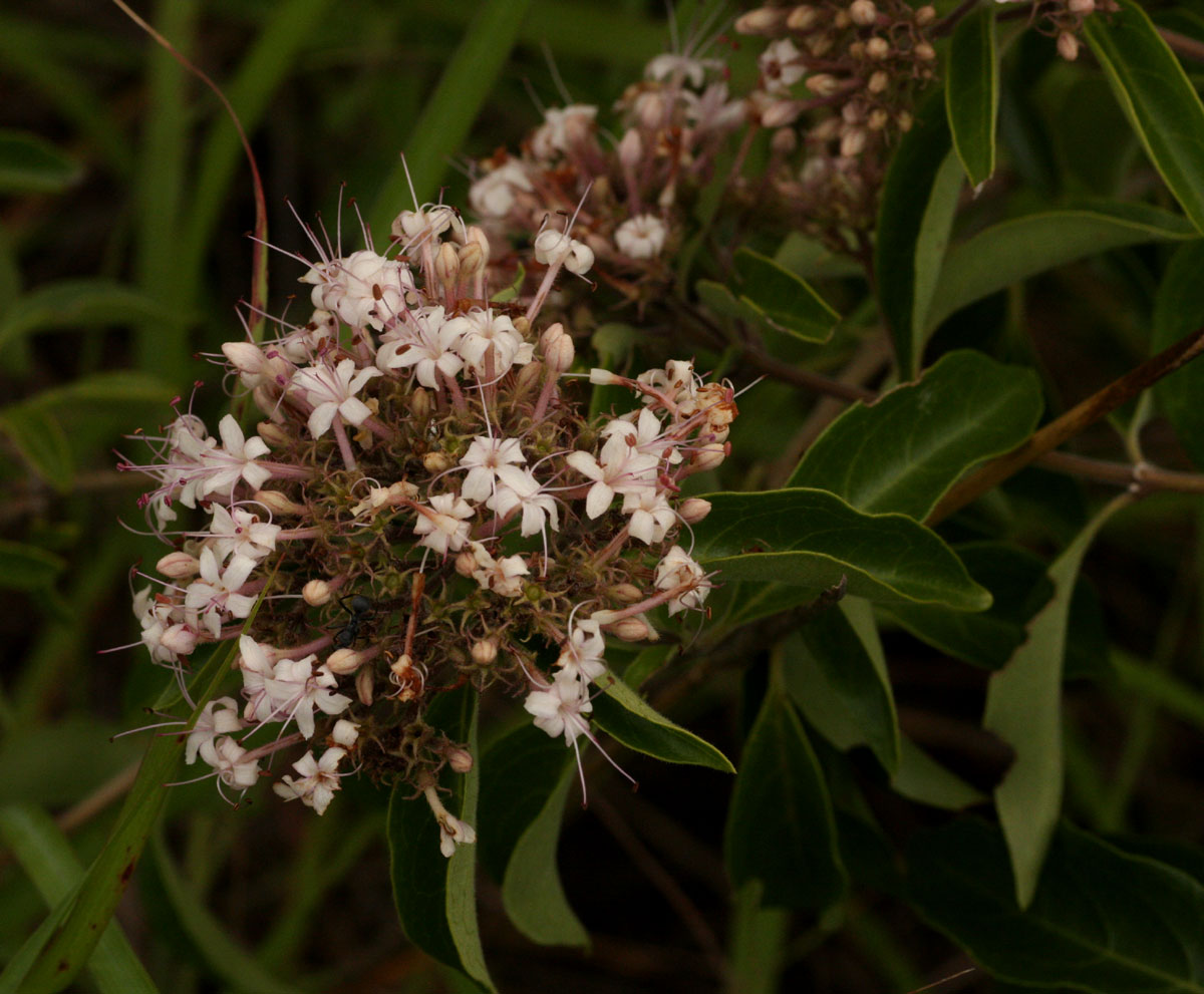 Volkameria eriophylla
