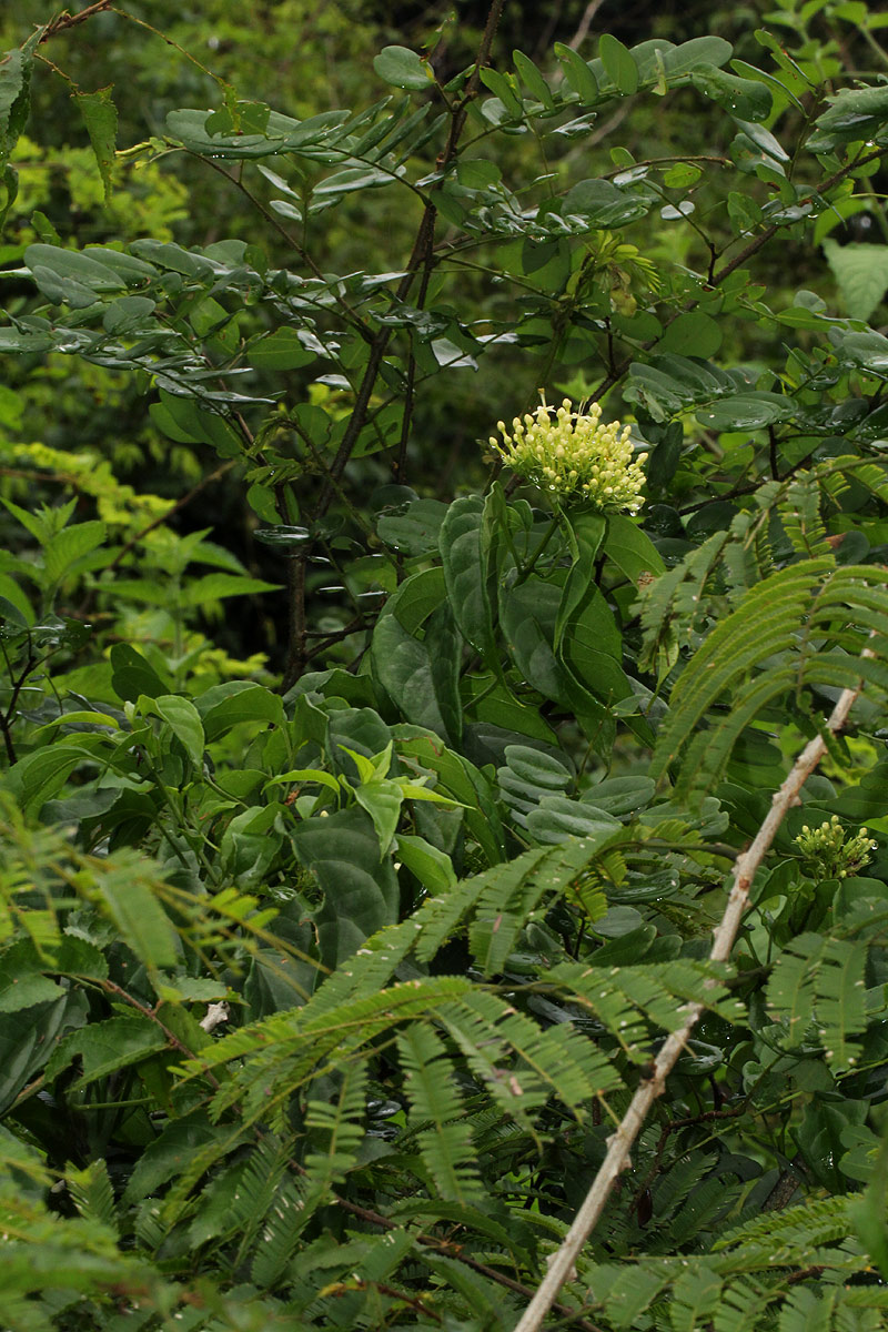 Clerodendrum pleiosciadium