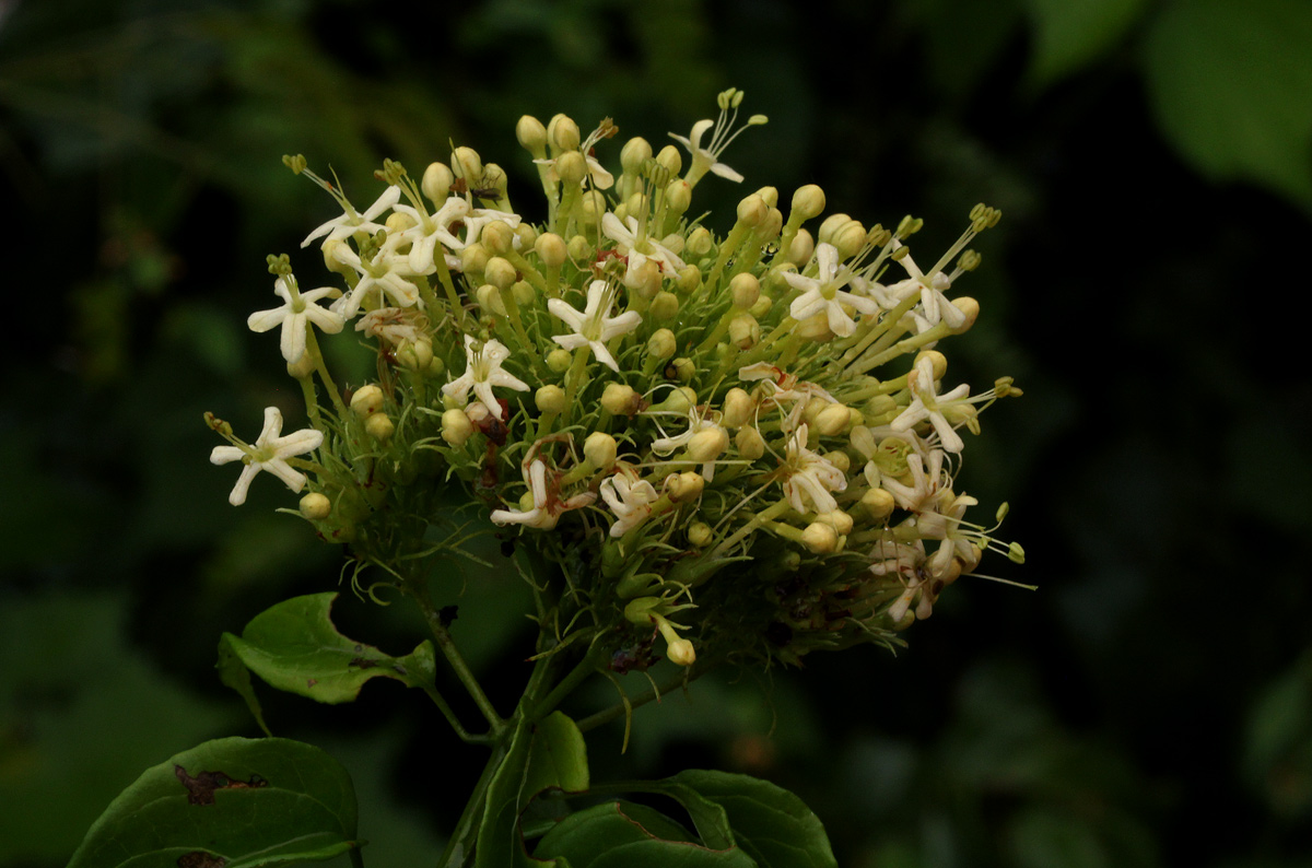 Clerodendrum pleiosciadium