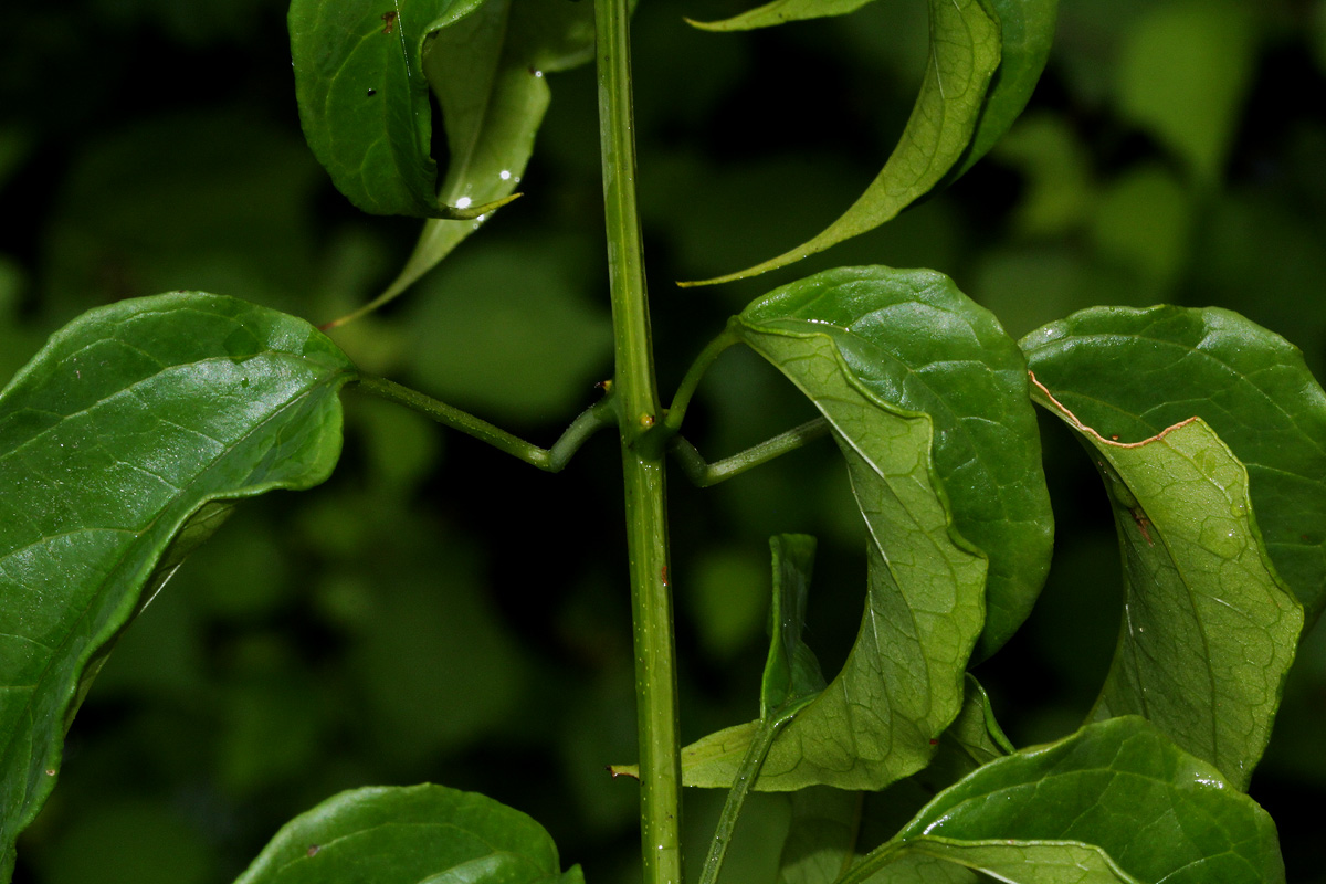 Clerodendrum pleiosciadium