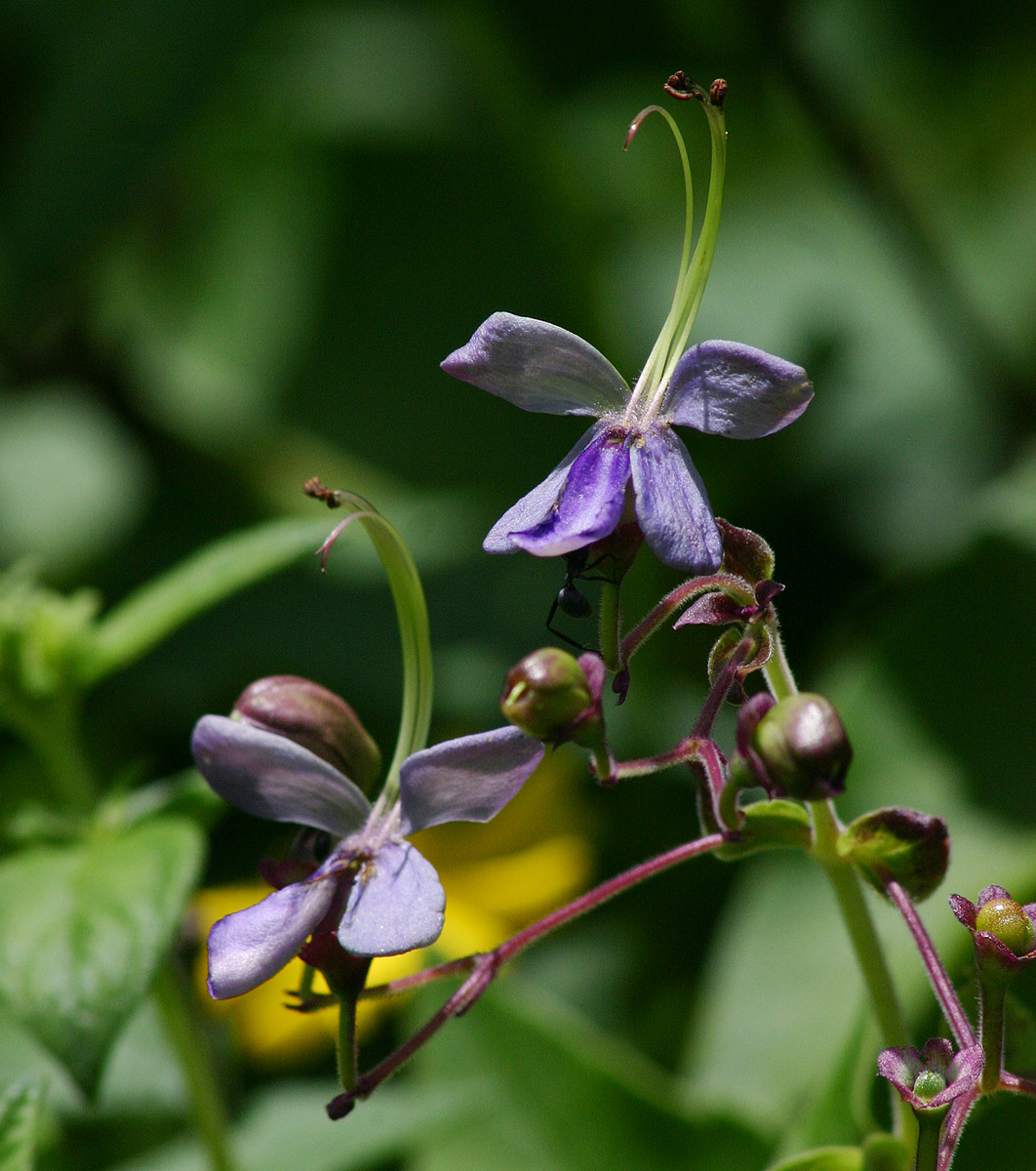 Rotheca myricoides Rotheca myricoides