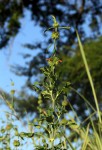 Leonotis nepetifolia var. nepetifolia
