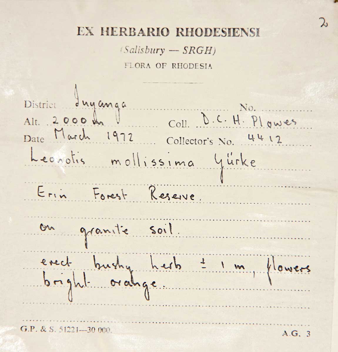 Leonotis ocymifolia var. raineriana