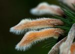 Leonotis ocymifolia var. raineriana