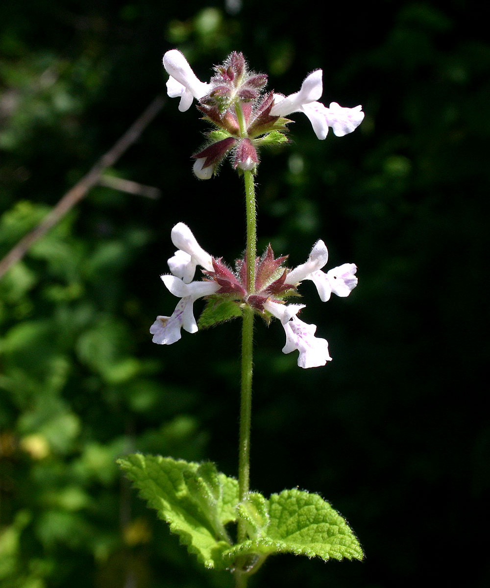 Stachys aethiopica Stachys aethiopica