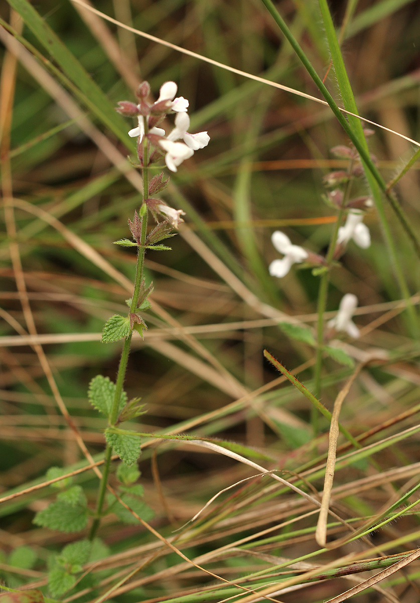 Stachys aethiopica Stachys aethiopica