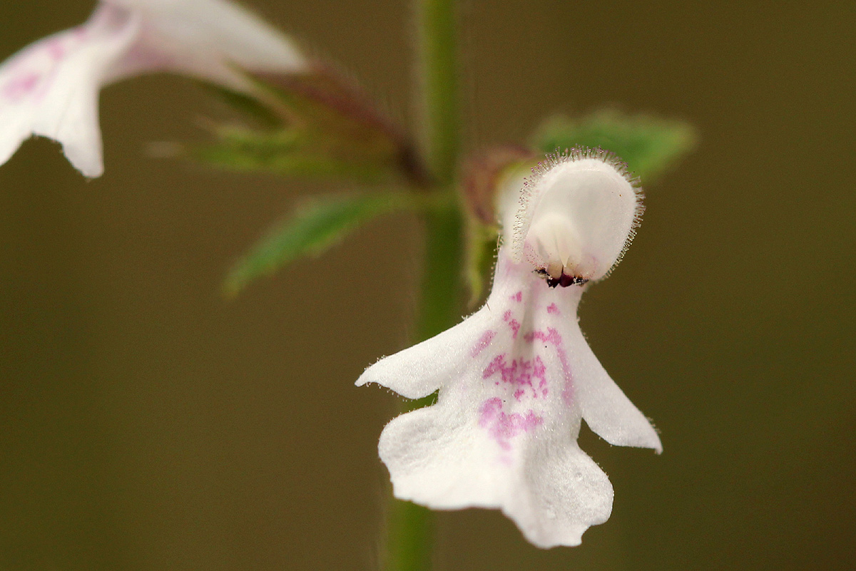 Stachys aethiopica