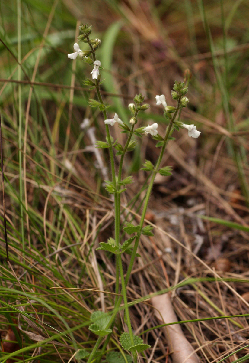 Stachys aethiopica Stachys aethiopica