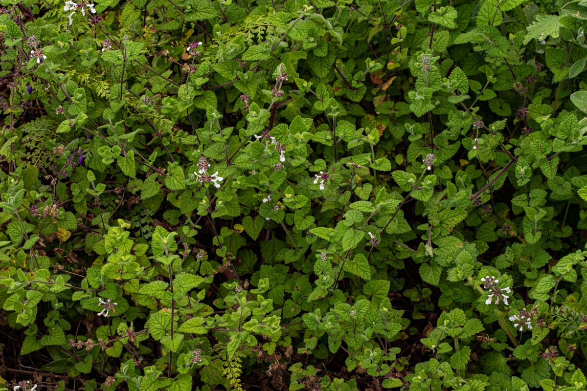 Stachys aethiopica Stachys aethiopica