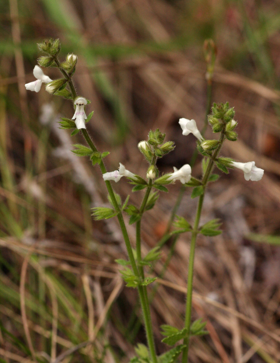 Stachys aethiopica
