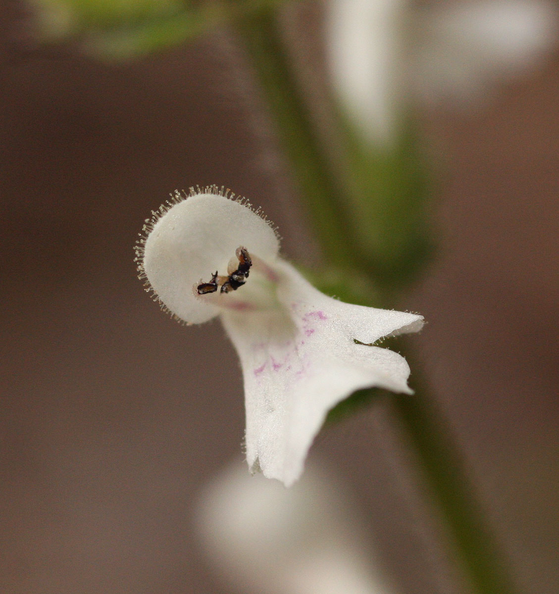 Stachys aethiopica Stachys aethiopica