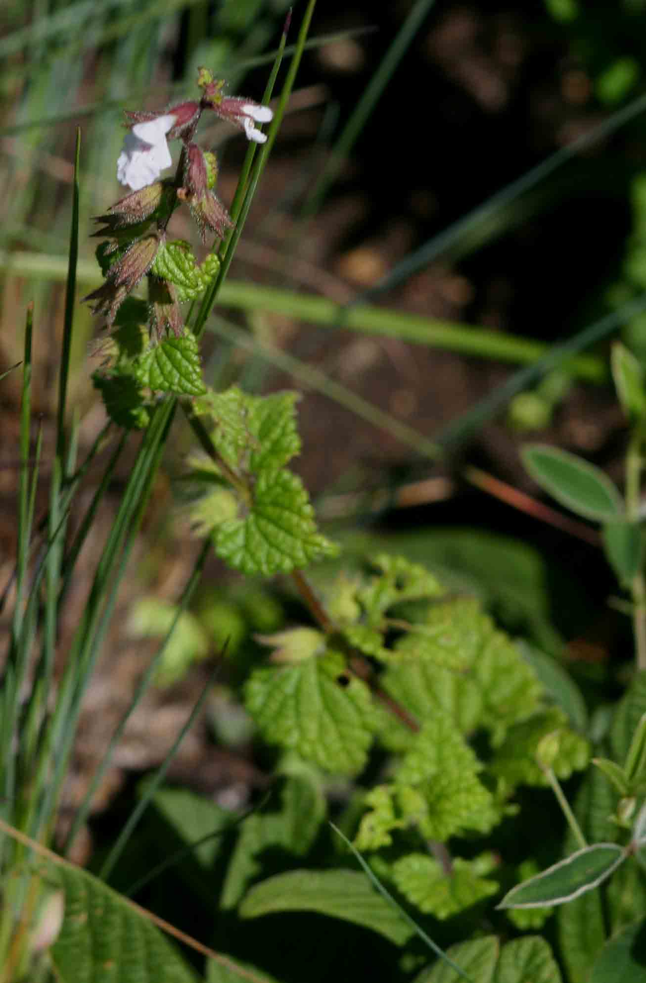 Stachys natalensis var. natalensis