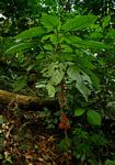 Achyrospermum carvalhi var. carvalhi