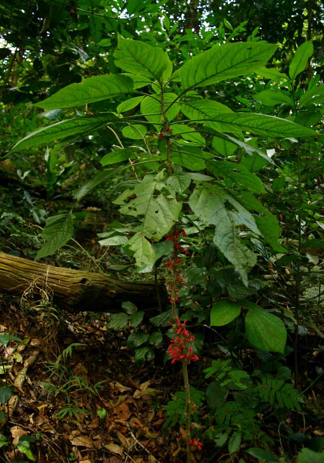 Achyrospermum carvalhoi var. carvalhoi