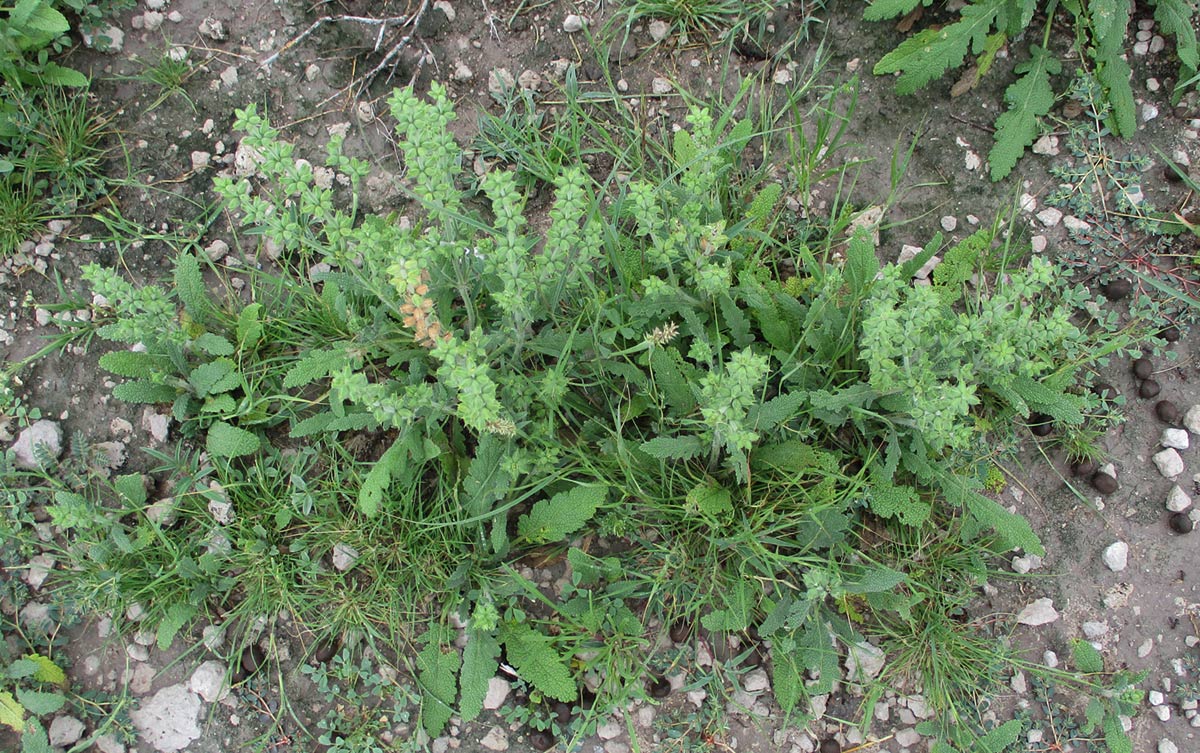 Salvia runcinata