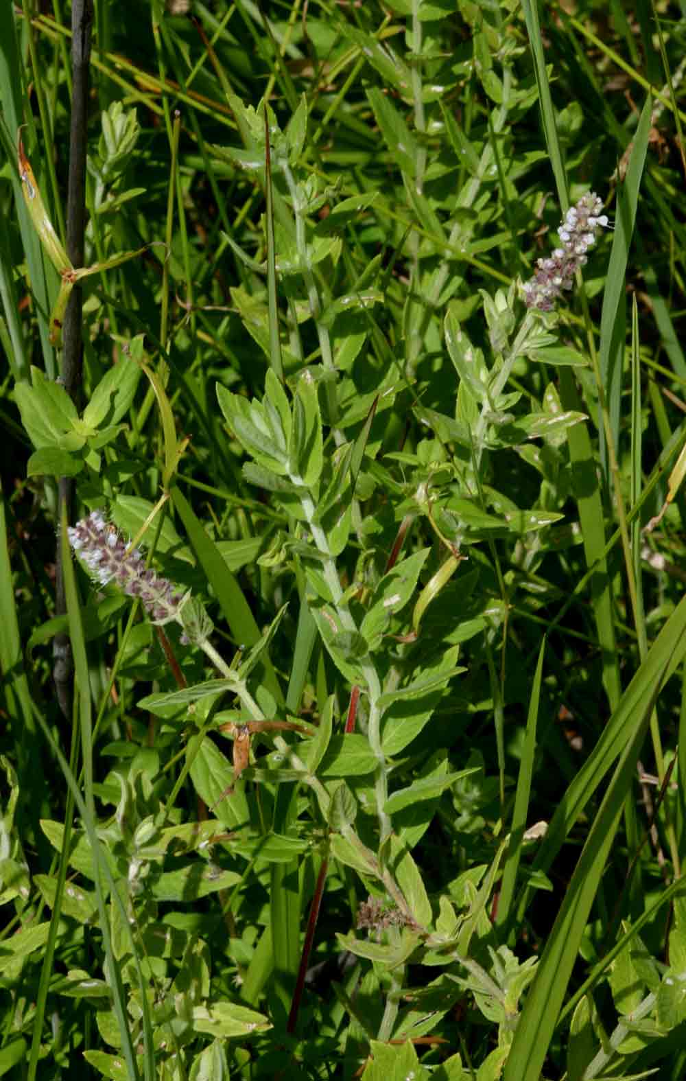 Mentha longifolia subsp. capensis