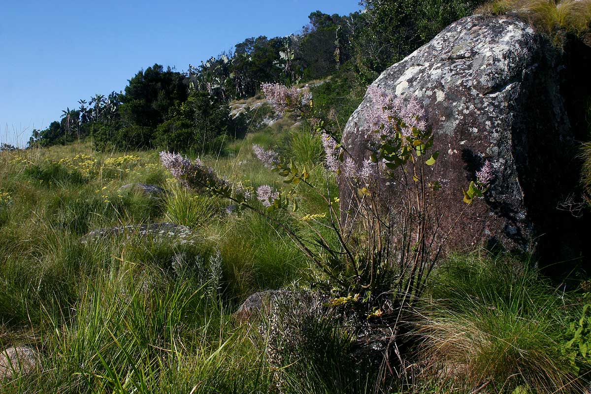 Tetradenia riparia Tetradenia riparia