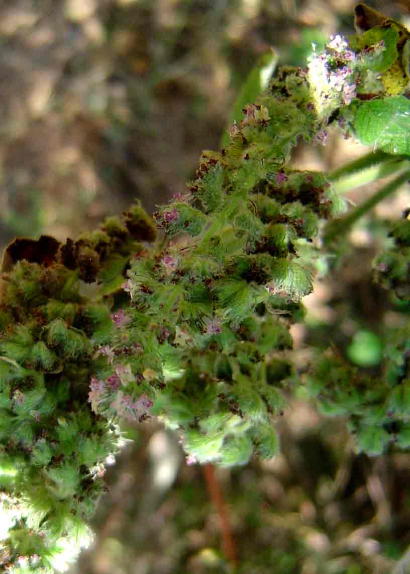Mesosphaerum pectinatum