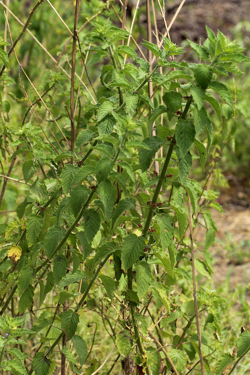Mesosphaerum suaveolens