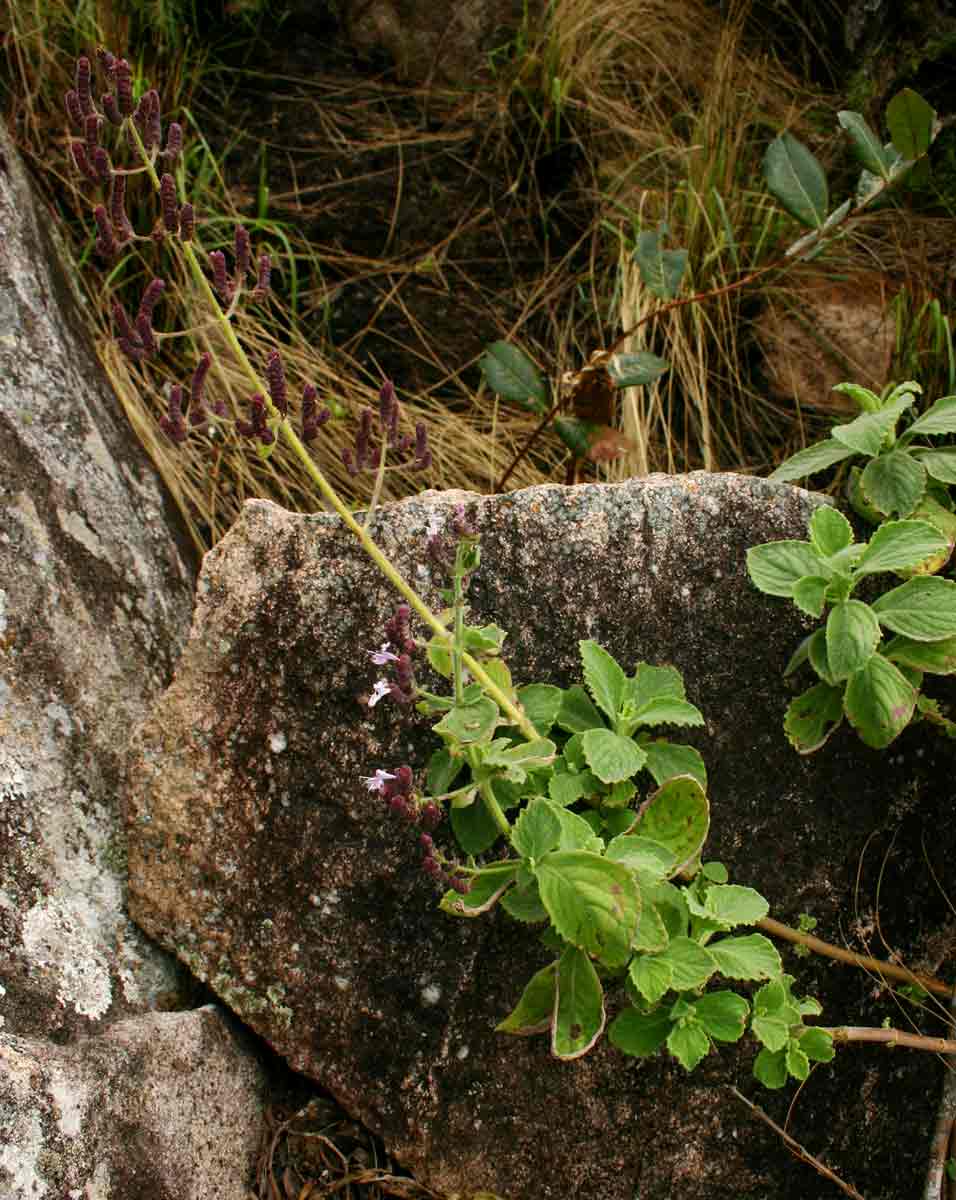 Aeollanthus buchnerianus