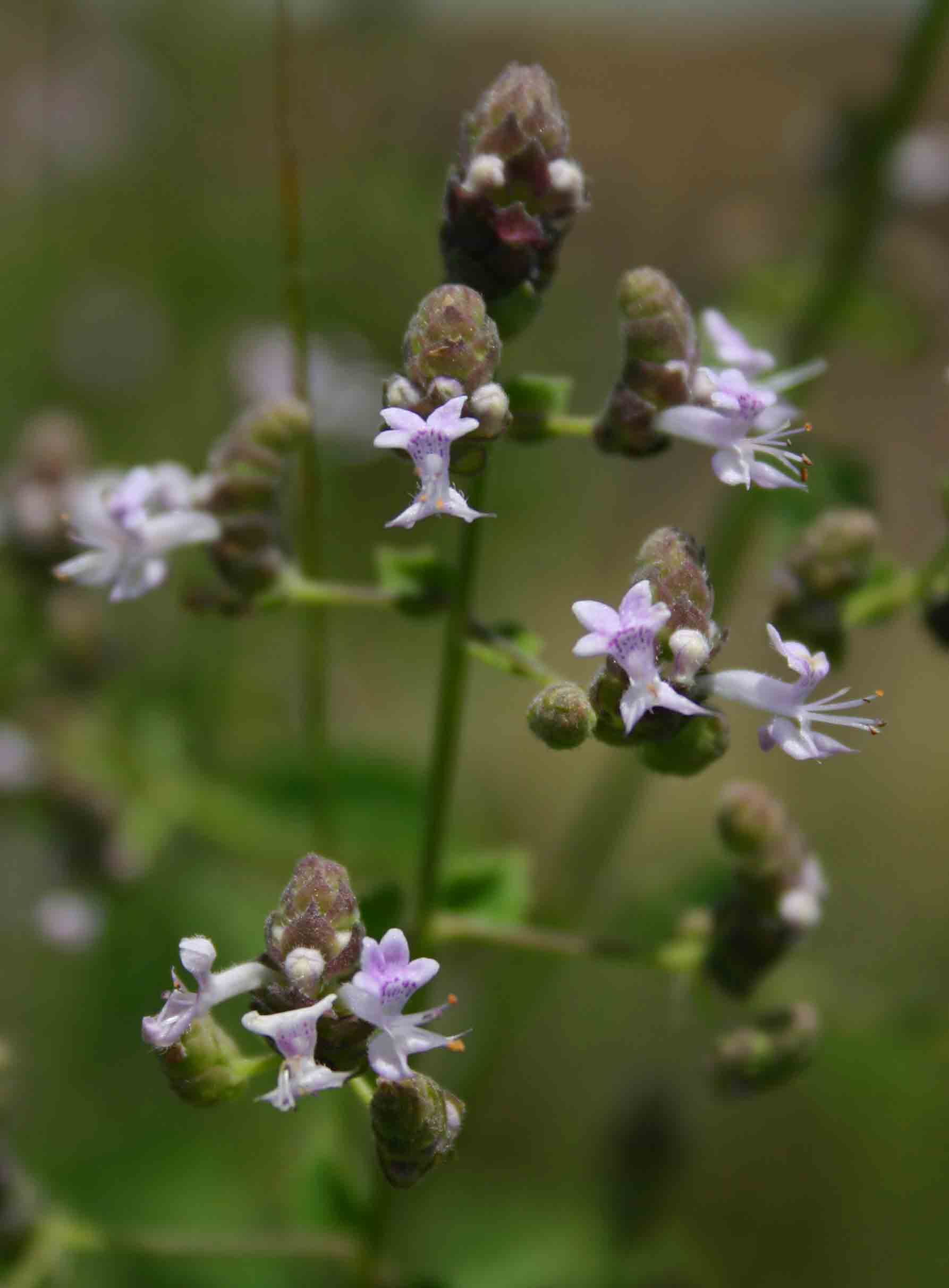 Aeollanthus buchnerianus Aeollanthus buchnerianus