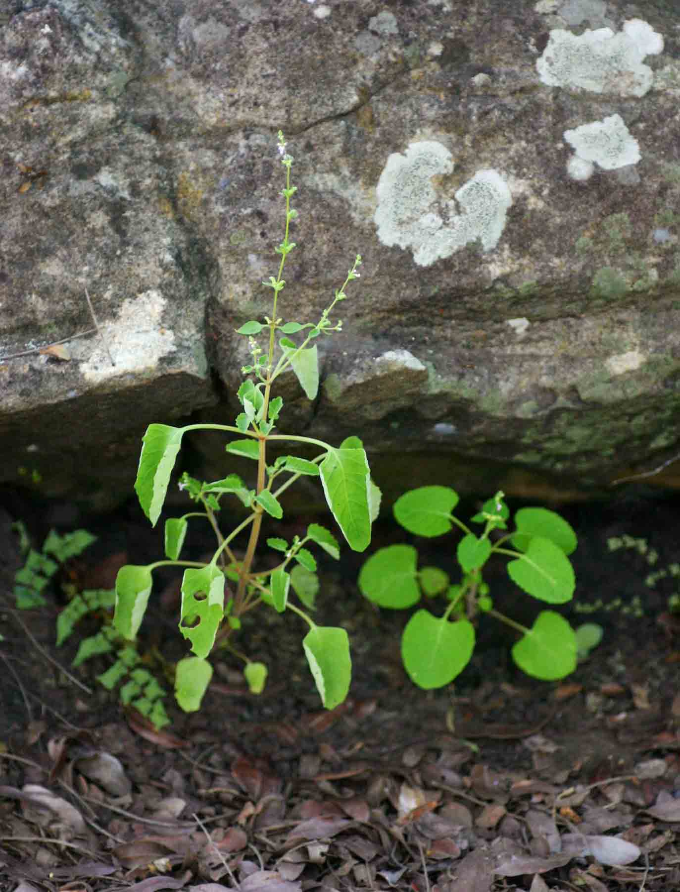 Aeollanthus neglectus