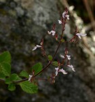 Aeollanthus rehmannii