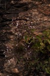 Aeollanthus rehmannii
