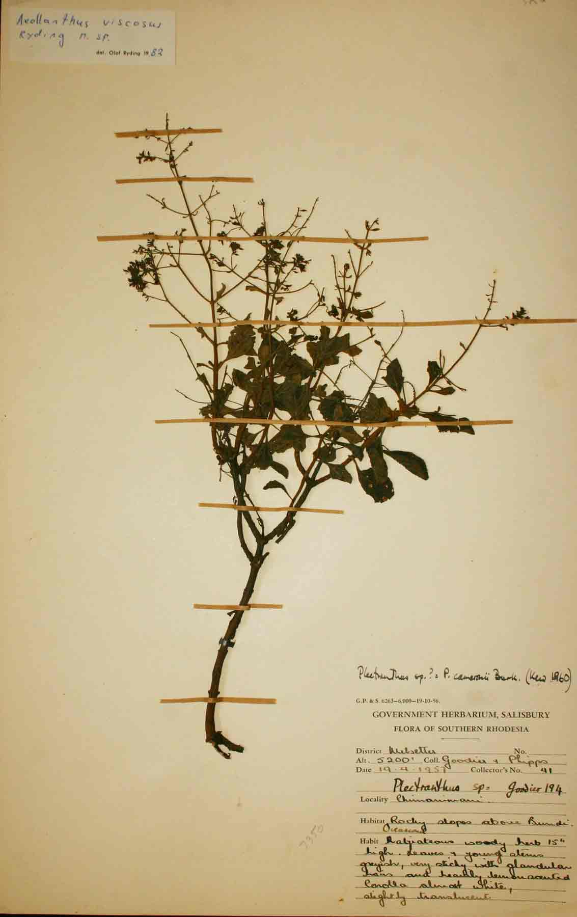 Aeollanthus viscosus
