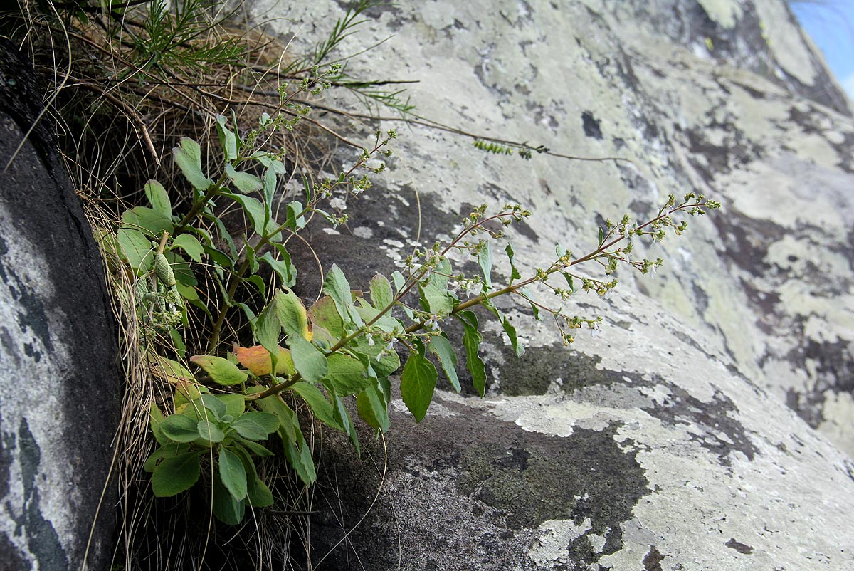 Aeollanthus viscosus