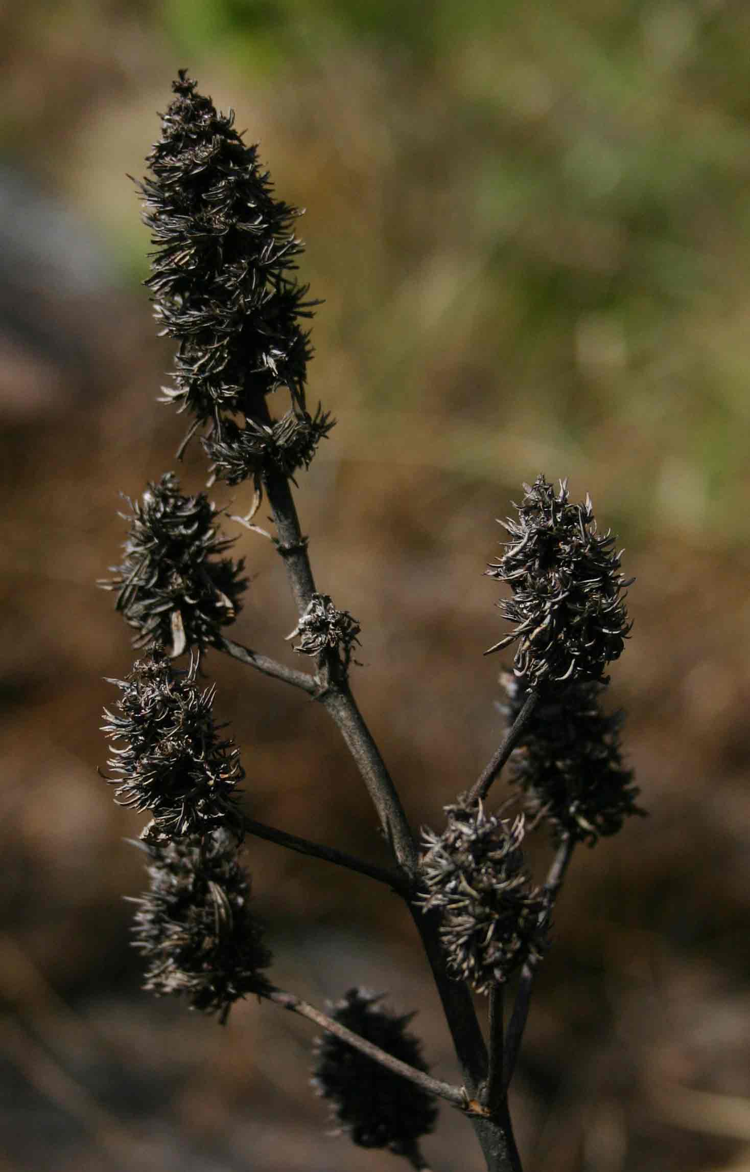 Pycnostachys urticifolia