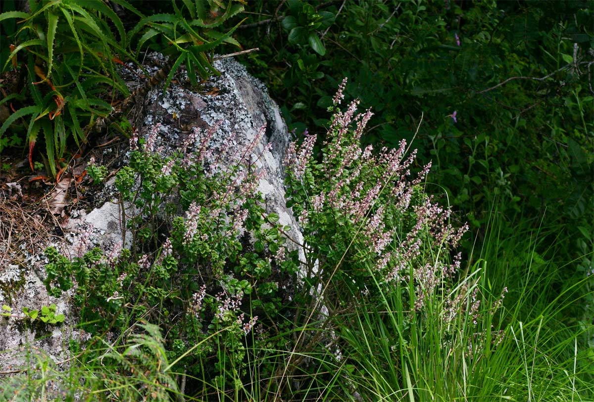 Plectranthus chimanimanensis Plectranthus chimanimanensis