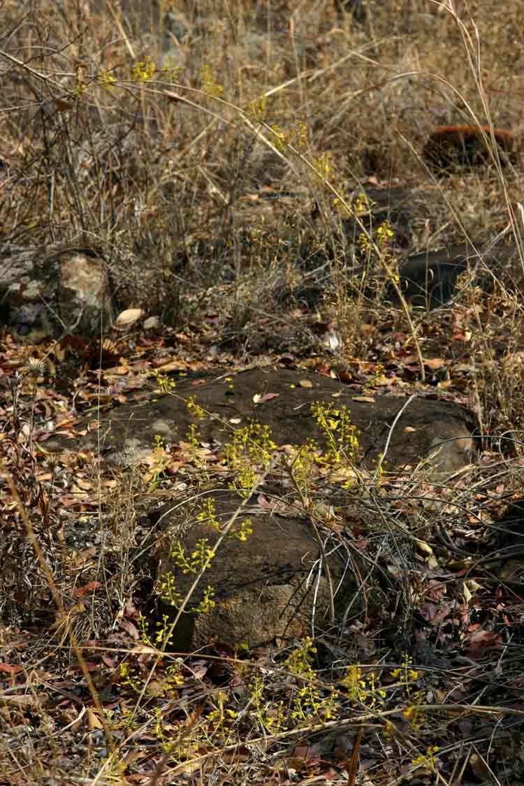 Plectranthus esculentus