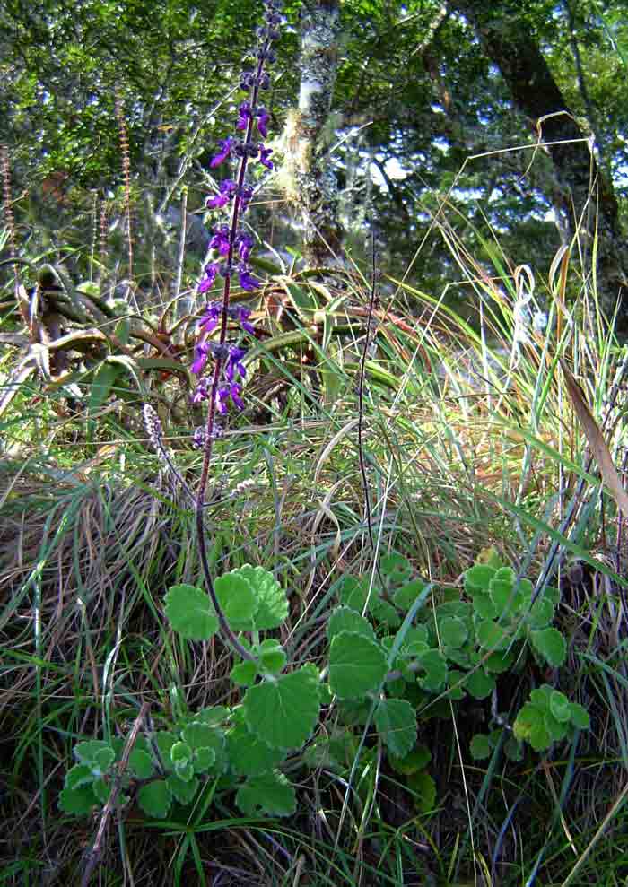 Plectranthus hadiensis