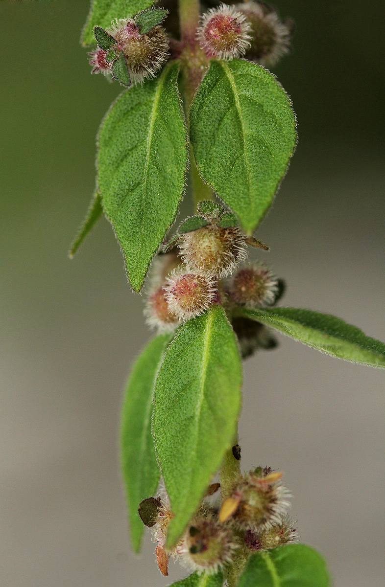 Plectranthus kapatensis