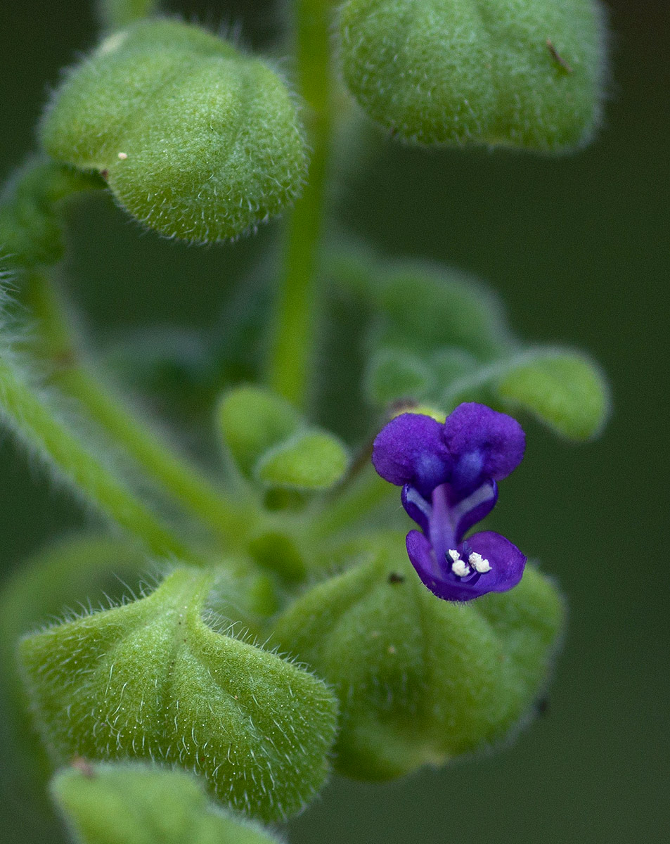 Coleus porphyranthus