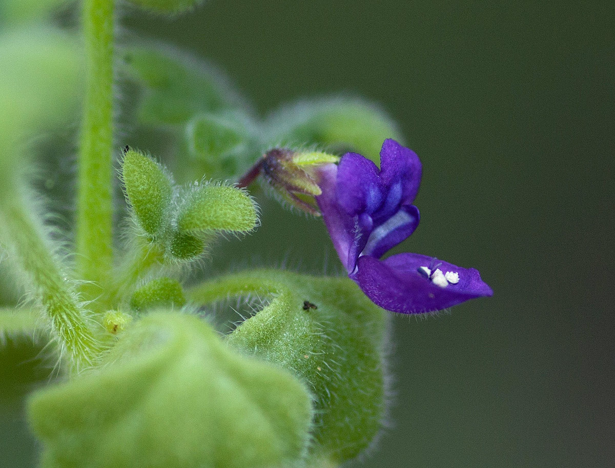 Coleus porphyranthus
